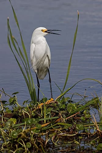 Snowy Egret-Stick Marsh-Florida Art Print